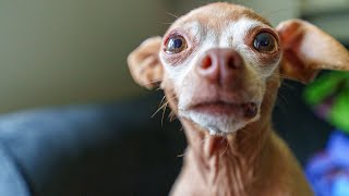 Chihuahua Suffers PTSD Episode After His Jaw Was Broken