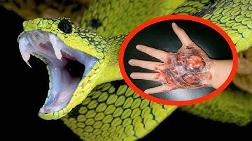 ULAR PALING BERBAHAYA Di Dunia