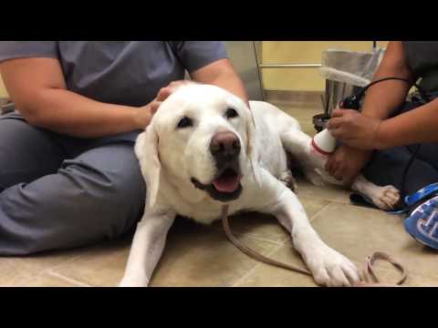 Video: Lasertherapie Voor Honden