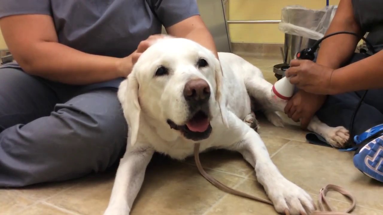 laser therapy for animals