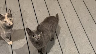 Kitty City is live! Cold Evening Cats! 10242025