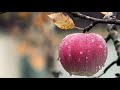 قرآن كريم سورة الملك بدون حقوق الطبع 