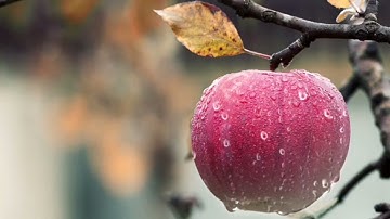 قرآن كريم سورة الملك بدون حقوق الطبع