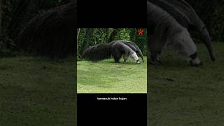 Giant Anteater ( trenggiling raksasa) #giantanteater #shortvideo #belajarhewan