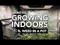All about cannabis and growing indoors