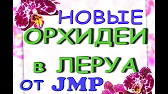 Орхидеи,узамба́рские фиалки,Самара🌺