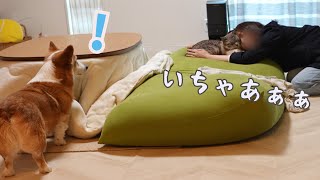 同居猫と母がいちゃつく様子を見た犬がこうなりました