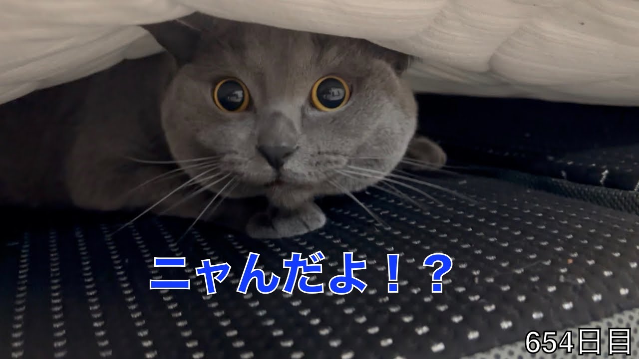 【スコ猫トト君】今日も潜ってるトト君ですが、危ないのでやめさせたいけどどんな方法でやめさせようかな•••
