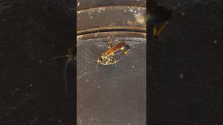 Yellow-and-Black Mud Dauber carries away a Spider