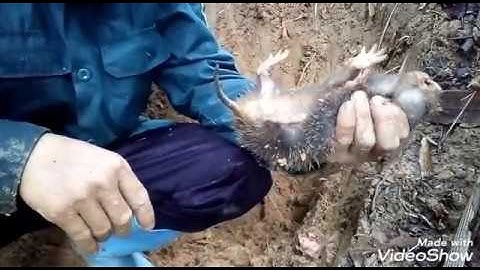 Con dúi, đào dúi rừng, Cao thủ đào dúi - đặc vùng cao - pắc hẩu