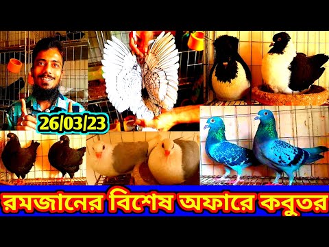 রমজানের বিশেষ অফারে সিমিত দামে কবুতর কিনুন | সিমিত দামে ফেন্সি কবুতর বিক্রি