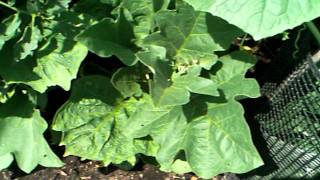 Pumpkin Patch 2011 #8 7/2/11