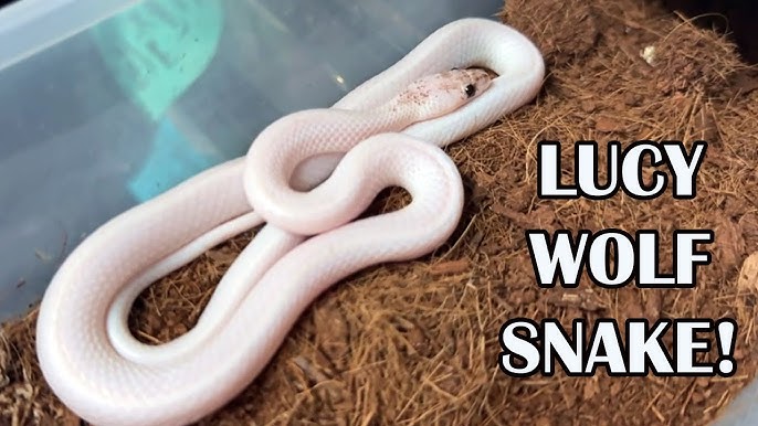 BLIZZARD BOA GENETICS; HOW TO MAKE A WHITE BOA! 