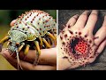 Most Dangerous Bugs and Animals You Should NEVER Touch