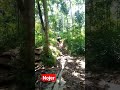 Motor angkut padi #shorts