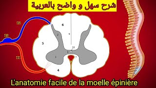 L'anatomie facile de la moelle epiniere  درس تشريح النخاع أو الحبل الشوكي