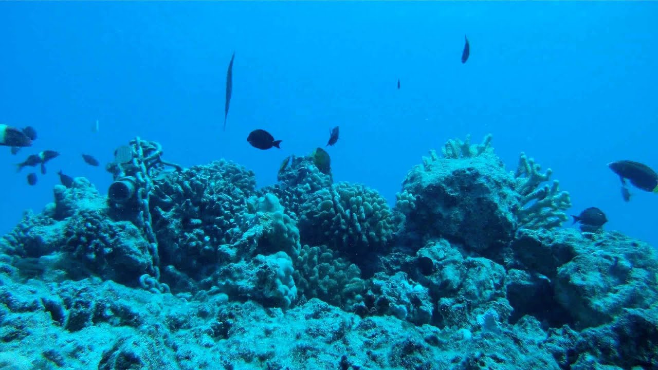 The Fish House YouTube