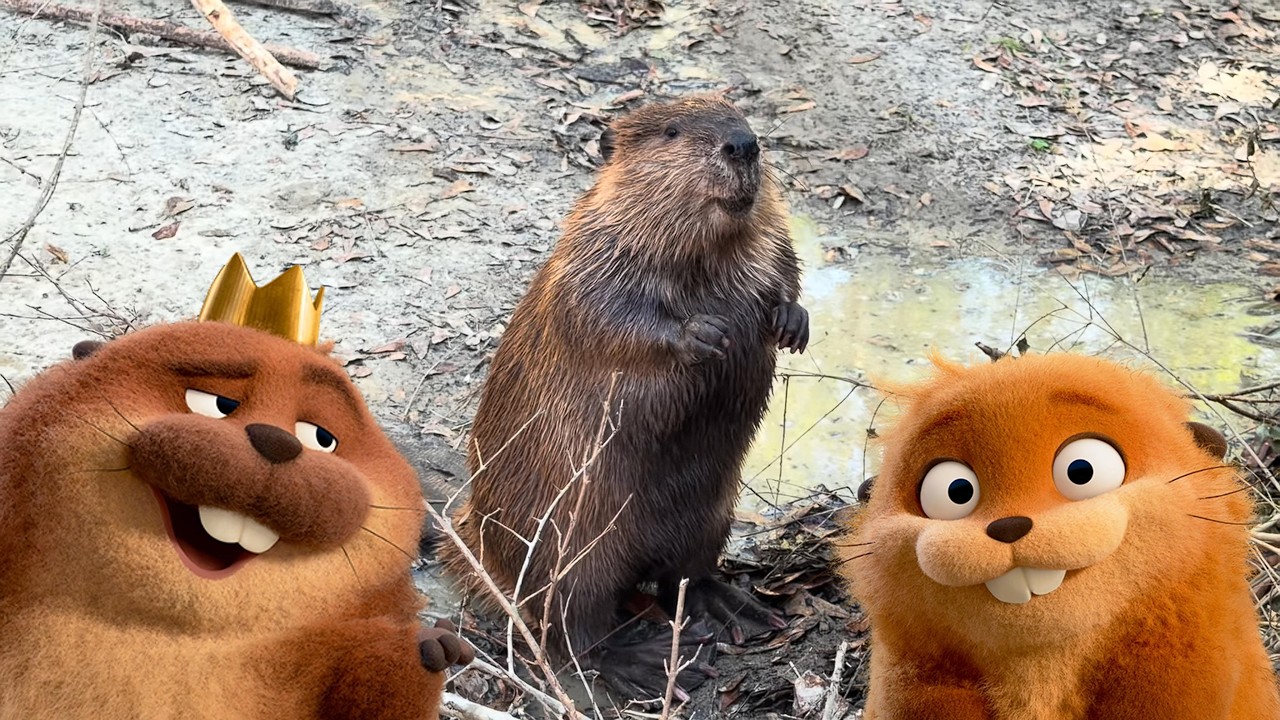 Beaver facts (Pixar's HOPPERS Edition!)
