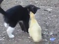 Котёнок против утёнка