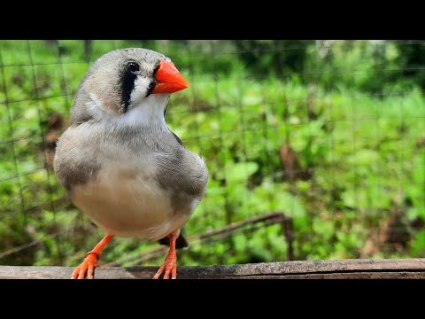 Zebra Finch Bird Singing Sounds In The Morning 1 Hour Talking Zebra Finch