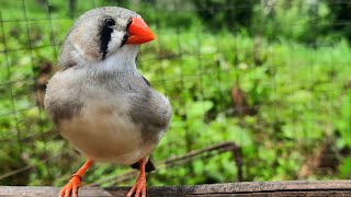 Zebra finch bird singing sounds in the morning 1 hour Talking zebra finch