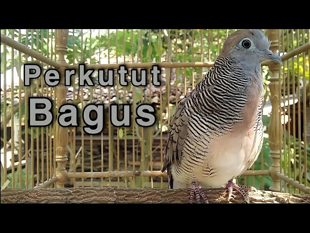 Suara Burung Perkutut Lokal class=