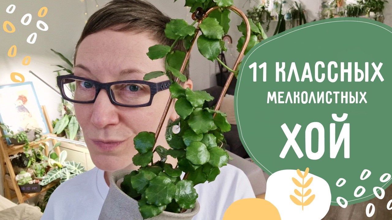 11 КЛАССНЫХ мелколистных ХОЙ в моей коллекции!