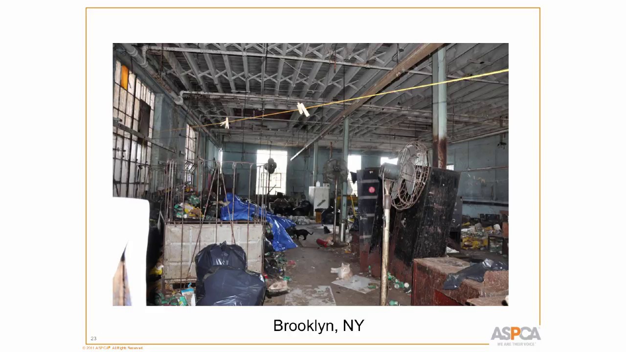 Latest Perspectives on Animal Hoarding: New Understanding and Approaches - conference recording