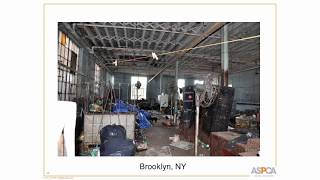 Latest Perspectives on Animal Hoarding: New Understanding and Approaches - conference recording