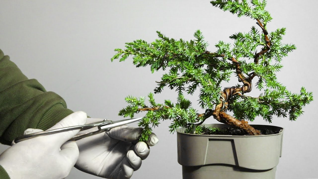 Creating a juniper bonsai YouTube
