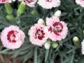 Best perennials  dianthus raspberry surprise garden pinks