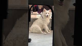 Kittu kya kr rha tha 🙀 viral#shorts