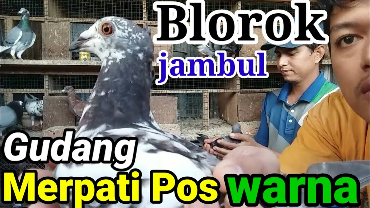 Burung Dara/Merpati pos warna || Review kandang Bos kebab bag. 2 - YouTube