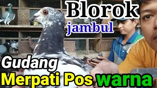 Burung Dara/Merpati pos warna || Review kandang Bos kebab bag. 2