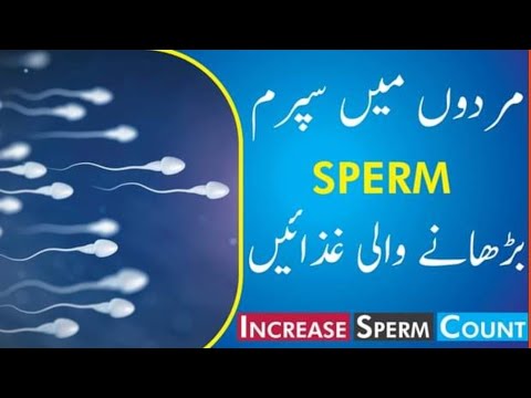 مردوں میں سپرم بڑھانے والی غذائیں sperm