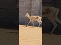غزال الريم غزال الريم
