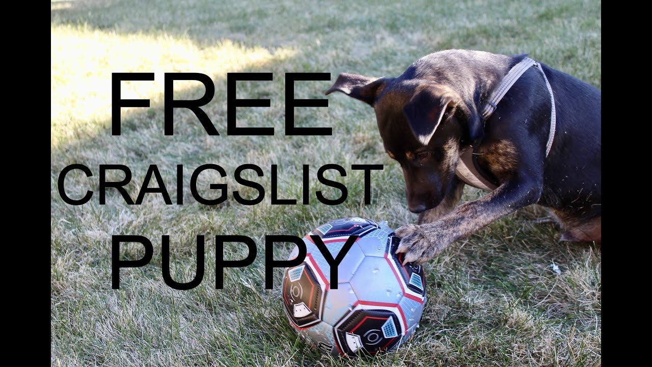 FREE Craigslist Puppy - YouTube