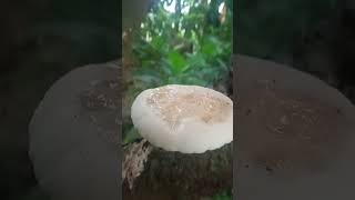 3 Unique Mushrooms you can Forage! #shortsviral #videos #vairalvideo #foryou #tranding