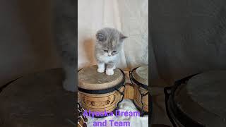 Cute Kitten From Dream And Team. Alyaska.