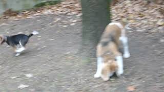 Yamada z mamą Fionką by Łaciata Sfora FCI hodowla beagle & shiba inu 526 views 3 years ago 19 seconds