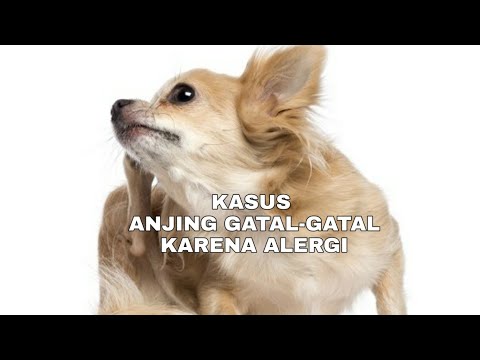 Video: Produksi Rendah Hormon Paratiroid Pada Anjing Dog