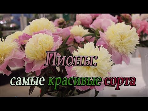 Самые Красивые Пионы Фото