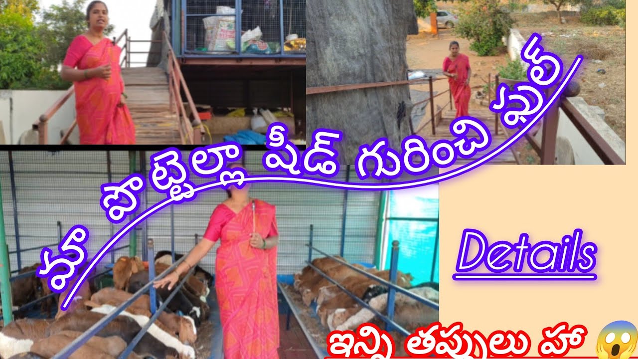 మా పొట్టెళ్ల షెడ్ గురించి పూర్తి వివరాలు||వామ్మో ఇన్ని తప్పులు హా😱||మీరు చేయకండి🙏#trending #viral