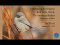 Celebrating the greatest bird in the world the american bushtit ted floyd january 2023