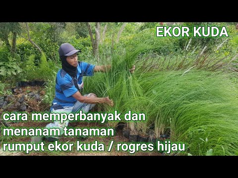 Video: Cara Memangkas Berangan Kuda – Tips Memangkas Pohon Berangan Kuda