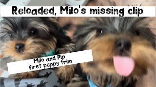 #yorkshireterrier puppies first groom #reloaded milo and Pip by Wendy The Practical Pet Groomer 126 views 1 month ago 1 hour, 23 minutes