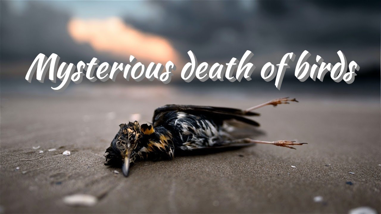 Butterfly Effect of Anthropogenic Activities EP6: Avian Botulism