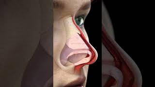 Preservation Rhinoplasty (Let-Down Technique). Video Animation by KAMINSKYI