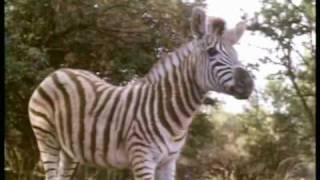 Oh Shucks,Its Schuster