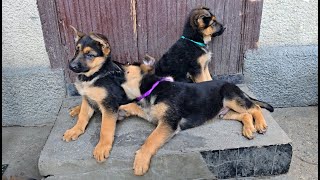 Cute tailed gang. German Shepherd puppies play with each other. These puppies are 2.5 months old.